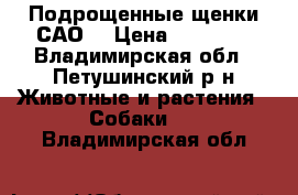 Подрощенные щенки САО. › Цена ­ 25 000 - Владимирская обл., Петушинский р-н Животные и растения » Собаки   . Владимирская обл.